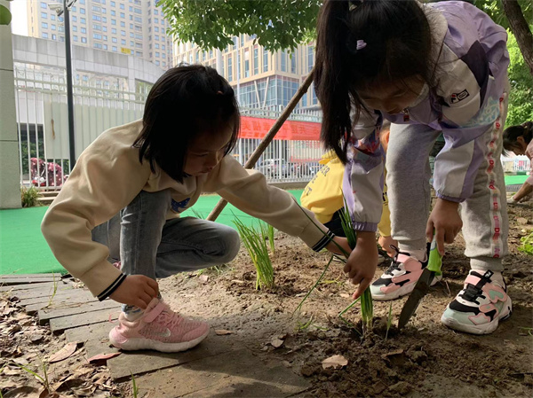 二幼：小小种植园    快乐见成长