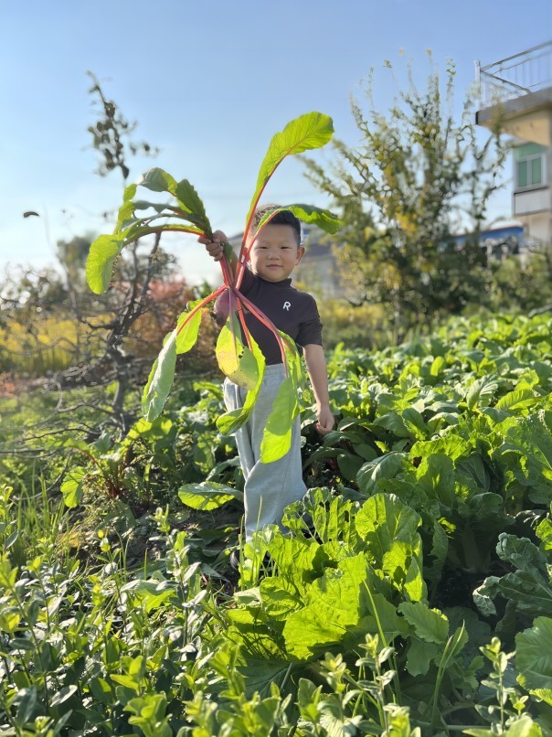 二幼：“丰”景独好   劳动正当时