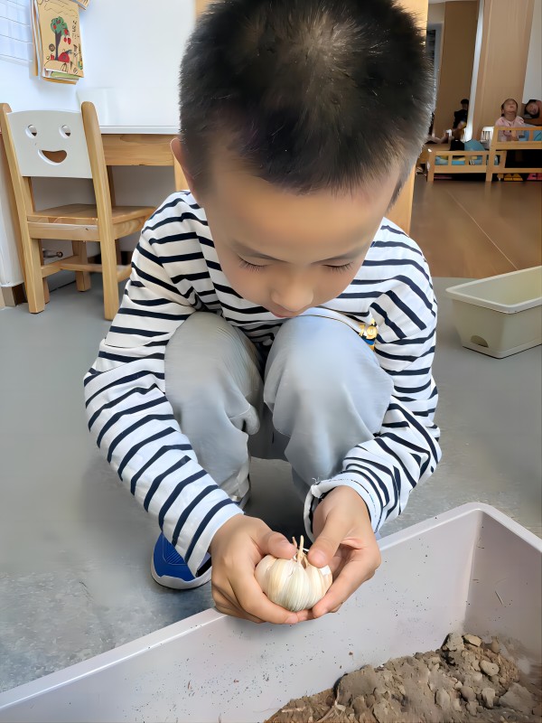 二幼：播种快乐   “蒜”出精彩