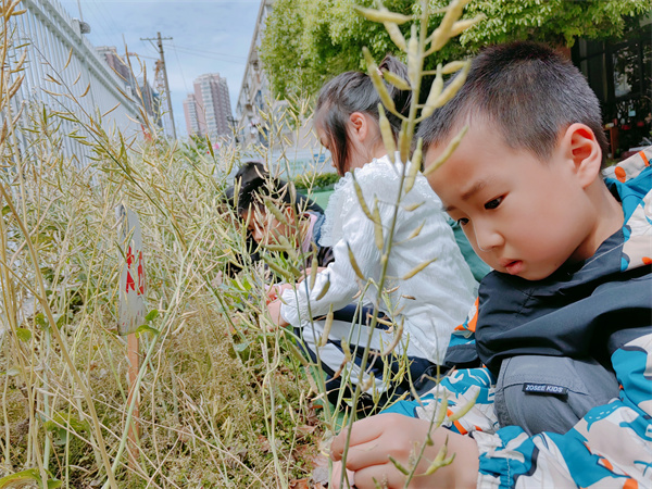 二幼：实践活动：割油菜 打菜籽喽