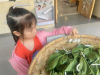 二幼：萌娃养蚕  薪火相传