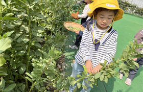 二幼：蚕豆飘香   共享劳动之乐