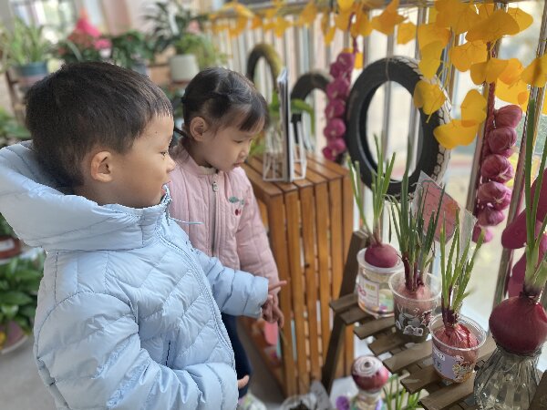 探索洋葱秘密：一次充满发现的植物角科学之旅